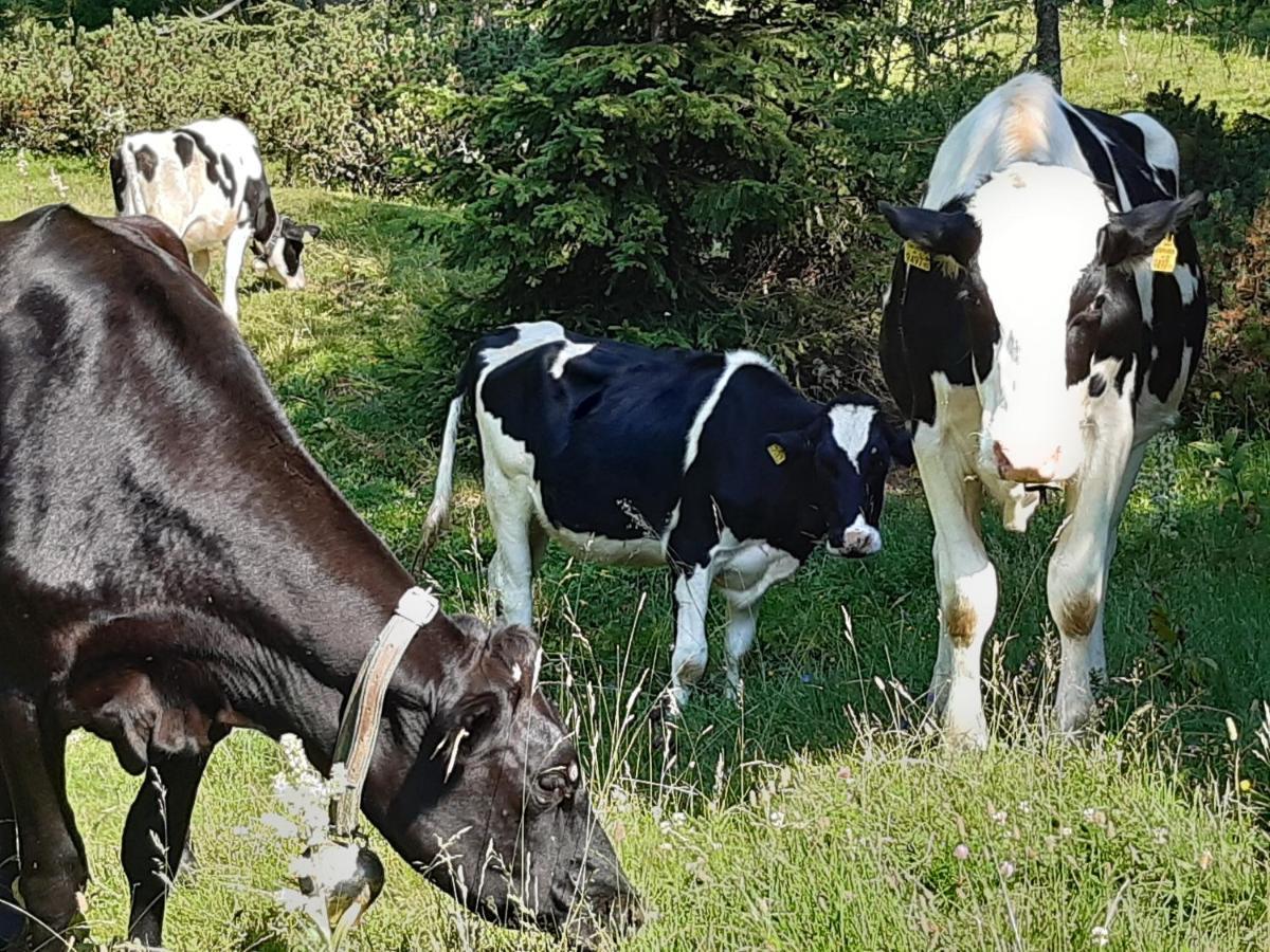 Troadkasten - Ferienhaus Am Bio-Bergbauernhof Aflenz Kurort Eksteriør billede